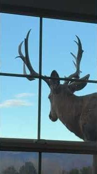 Buck outside my window smells urine from female deer