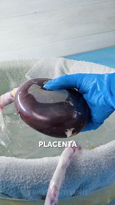 The not-so-pleasant process of bringing life into the world. 👩🏻‍🔬 | 5-Minute Crafts SHORTS