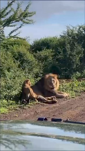 102K views · 3.9K reactions | 5 days Wildlife and gorilla trekking....