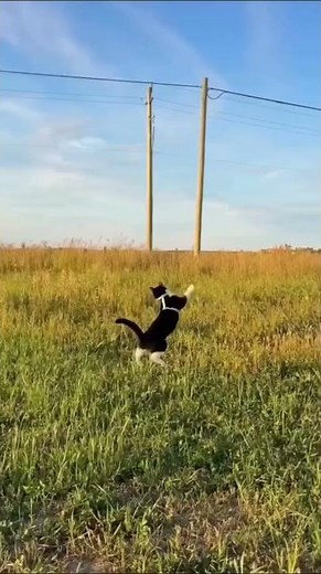 Wait for the Cat's Perfect Jump! 🤯 mainecoon cat