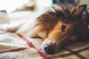 Part 2: What to do if your pet has cancer