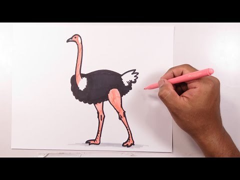 Learn how to easily draw an ostrich