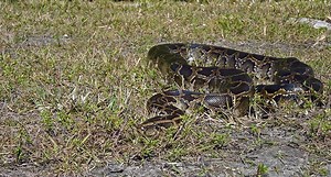 Florida Pythons: How the Everglades Became a Hotbed for the Invasive Species
