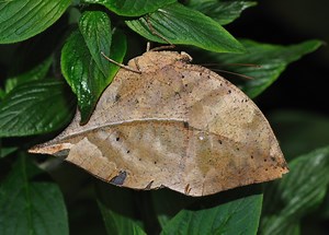 The Dead Leaf Butterfly: Creatures of Camouflage