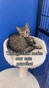 It is the purrfect time to adopt a cat from The Lost Dogs' Home right now! 🐾 Each and every cat we have available for adoption is perfect in their own way ❤️ We can't wait to see all of these unique little individuals find their forever home. Until the end of January, adoption fees for cats and kittens have been reduced. Check out our website (link in bio) to find out more about these beauties, or read about our other cats and kittens. These kitties can be adopted very quickly, so your fav from