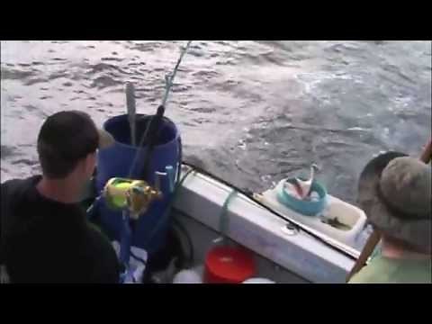 1,098lb. California state record mako catch video