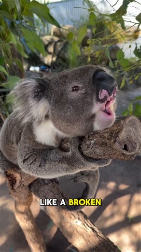 Why KOALA Always Sleep? #animalfacts #animallife #shortvideo