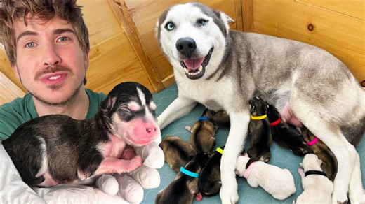 Pregnant husky gives birth to a large litter of puppies