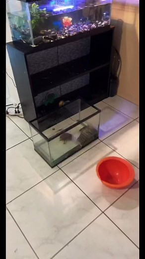 Jaxx New Home: A Turtle's Aquatic Adventure