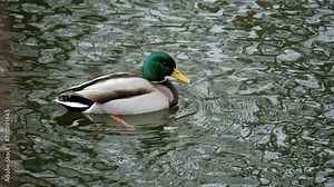 Duck on the pond. Mallard duck swimming in water. Bird in water. River Mallard in slow motion. Bird search food forage. Ducks searching food.