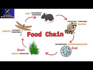 Food Chain and Its Importance | Definition of food chain | Environmental Science