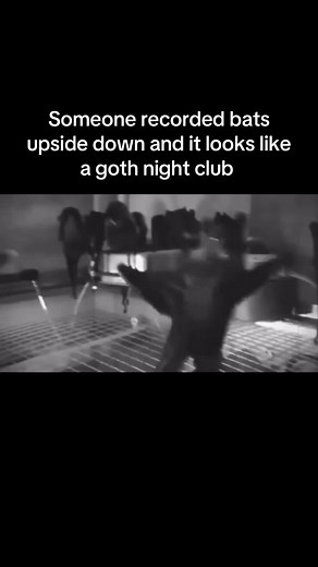 Bats Dancing in a Gothic Nightclub Style