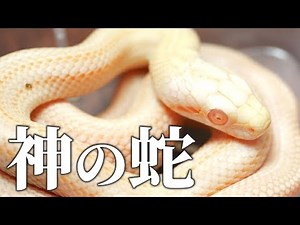 【白蛇】アルビノアオダイショウのベビーが神秘的過ぎた【爬虫類】