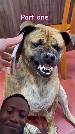 Prank call gone wrong 😂 #funnydogs #funnypuppy #humour #animals