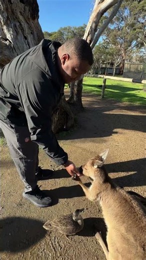 Checkin' out the roos 🦘#rams #australia #shorts