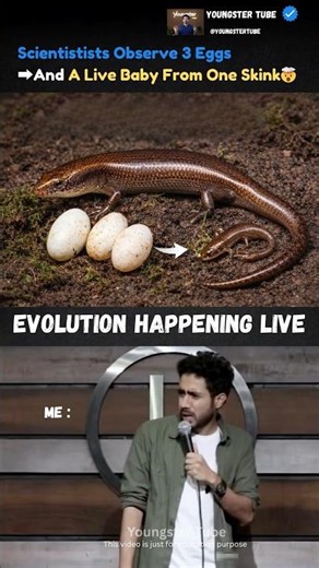 This LIZARD Can Lay Eggs and Give Birth