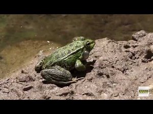 El croar de las ranas - Pelophylax perezi