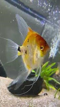 How to tell the difference between a male and female angelfish