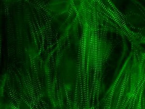 Beating Human Heart Cells