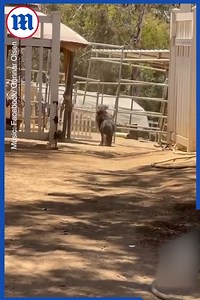 I want what these two horses have! 🐴 🥹 💕 | Daily Mail Video