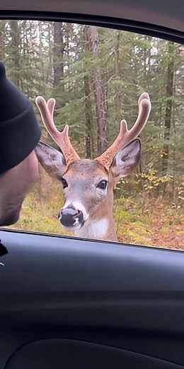 143K views · 7.2K reactions | “Curious Deer Taps on Car Window in the Woods 歷 | Forest Visitor Moment Caught on Camera” .. . . . . #deerencounter #WildlifeAwareness #naturelovers #animalmoments #forestvisitor #cuteanimals #respectnature #PeacefulVibes #USAWildlife | Arifur Rahman | Facebook