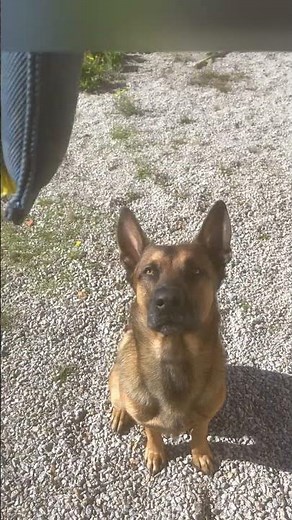 How to hypnotize your dog 😅