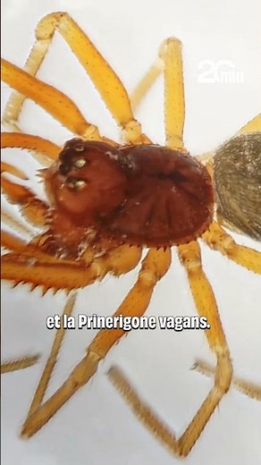 Une toile géante de 111 000 araignées découverte au fond d’une grotte