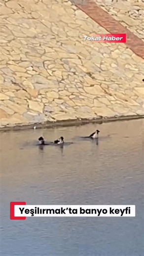 Tokat Haber | Güneşli havayı fırsat bilen kargalar Yeşilırmak‘ta banyo keyfi yaptı #tokat #yeşilırmak #karga | Instagram