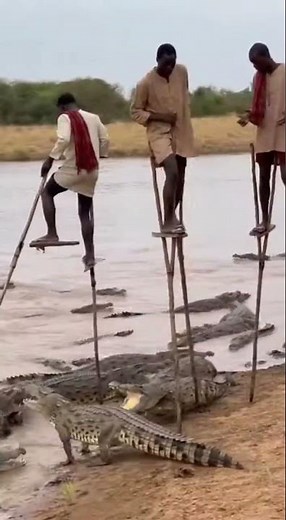 Walking on Stilts Above HUNGRY Crocodiles!