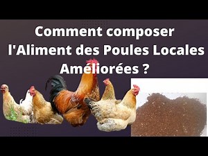 How to compose feed for improved local chickens?