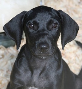 Adirondack Save A Stray - Cats and kittens for adoption