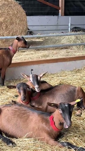 реклама орбіта #ржакадосліз #funny #automobile #гумор #коміки #fannyuapeople #animals #memes