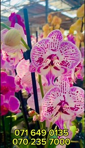 🌈 Painted Orchid නම්, මාස ගානක් මල් පරවෙන් නැති ආනයනික PHALAENOPSIS ORCHID තමා 😲 😜 📞 071 649 0135 📞070 235 7000 •තායිලන්තයෙන් ආනයනය කරන ලද, මල් ආසන්න පැලනොප්සිස් මව්ශාක නැවතත් අපෙන් 🙈💖 •ඔබ අපෙන් මිලදී ගන්නා V3 පැලනොප්සිස් පැල වල මල් හටගත් පසු, කැපුම් මල් (cut flowers) ලෙස මල් නැවත අප වෙතම අලෙව් කල හැක. •ඕනෑම පැල 10 වඩා මිලදී ගන්නා විට සුවිශේෂී වට්ටම් හිමි වේ.🌚🦋 •කුරිය මගින් නිවසටම ගෙන්වා ගත හැකි අතර බුලුගොල්ලේ පිහිටි අපගේ nursesy වෙතින් මිලදී ගත හැක 🚚📦 • Whatsapp හෝ messenger හරහා ඇනව