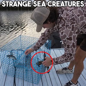 16K views · 239 reactions | Catching Weird Sea Creatures!  | The Fish Guys | Facebook