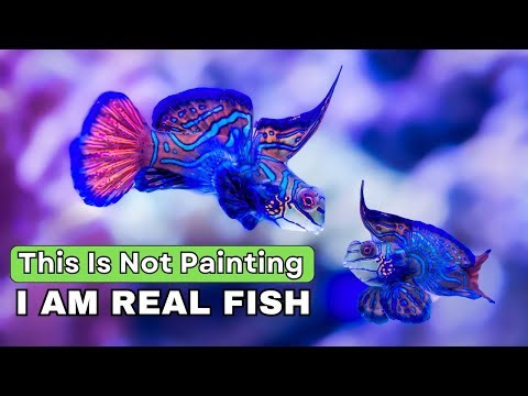 You Won’t Believe This Fish Is Real | Nature’s Most Colourful Fish
