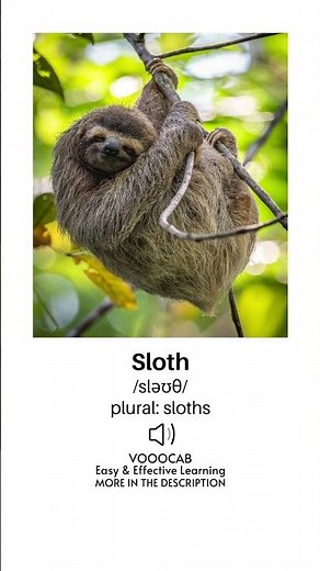 Sloth - Pronunciation, English Phonetic Transcription, Plural Form/Wild Animals Vocabulary Playlist
