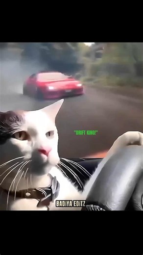 Tokyo Drift: Cat Edition! 💨🐾