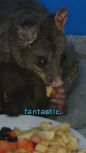 506K views · 15K reactions | Vet helps treat possum with severe burns  | Bondi Vet | Facebook