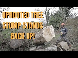 Uprooted Tree Stump Stands Back Up!