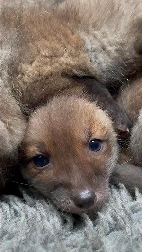 A little pile of orphaned fox cubs 💚🥹