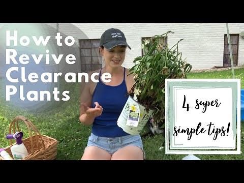 How to Revive Clearance Plants // 4 Super Simple Tips for Success! // Crystal Does