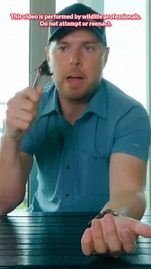 I Got Stung by a Beast! (Mammoth Wasp) As one of the largest wasps in the world, the giant scoliid wasp (aka mammoth wasp) is armed with crushing mandibles and a venomous stinger capable of delivering excruciating pain. | Mark Vins