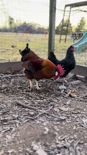 Beautiful Welsummer rooster