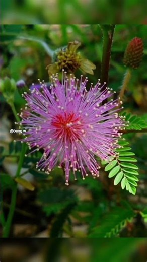 kembang putri malu #alamdesa #nature #shortvideo