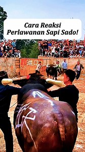 170K views · 411 reactions | Reaksi Perlawanan Sapi Sado! | Animal Cute Planets | Facebook