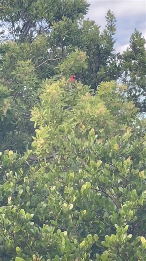 Visit of the red cardinal bird, they say it has a spiritual meaning ❣️ #cardinalbird #naturelovers