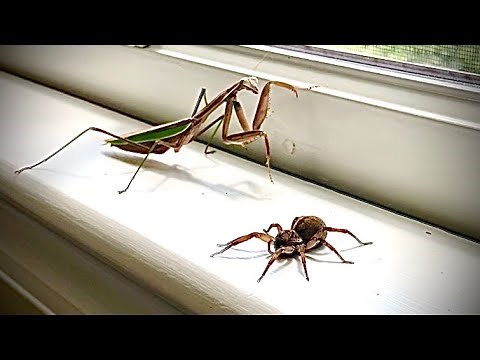 Praying Mantis VS Wolf Spider