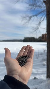 19K views · 645 reactions | #fly #flywithme #birds #nuthatch | Photography by Susannah Warner | Facebook