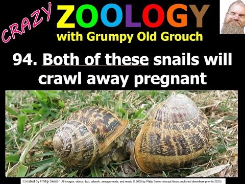Both of these snails will crawl away pregnant (Crazy Zoology 94 with Grumpy Old Grouch)