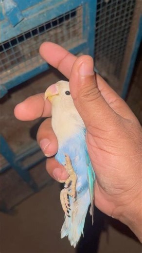 Do You Like Colorful Lovebirds? 🇺🇸🥀🌿🦋🍃